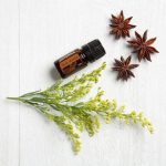 doTERRA Star Anis (Star Anis) Æterisk olie (5ml)